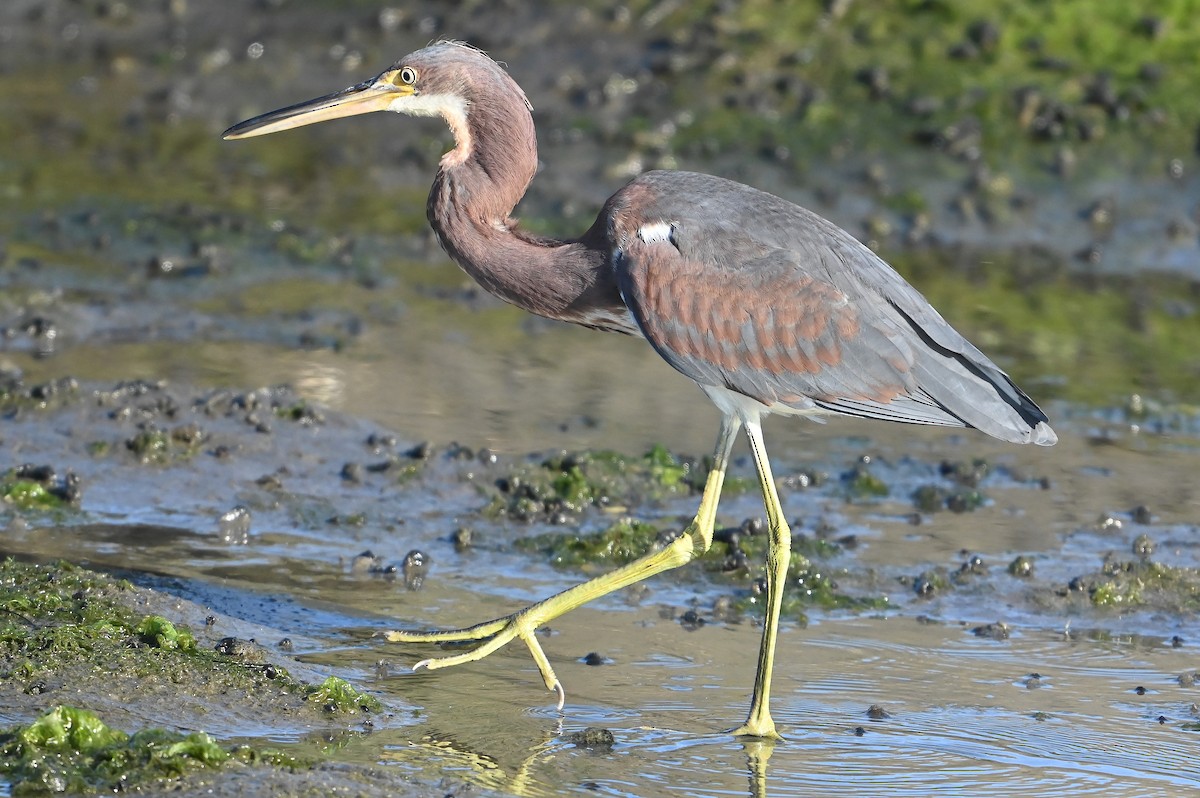 Tricolored Heron - ML622756301