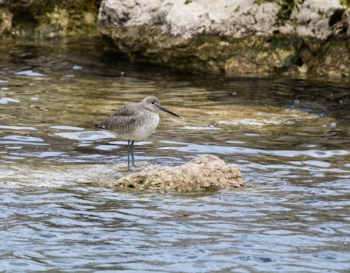 Willet (Western) - ML622756355