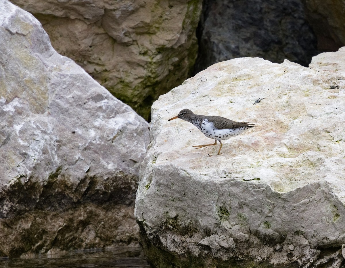 Spotted Sandpiper - ML622756356