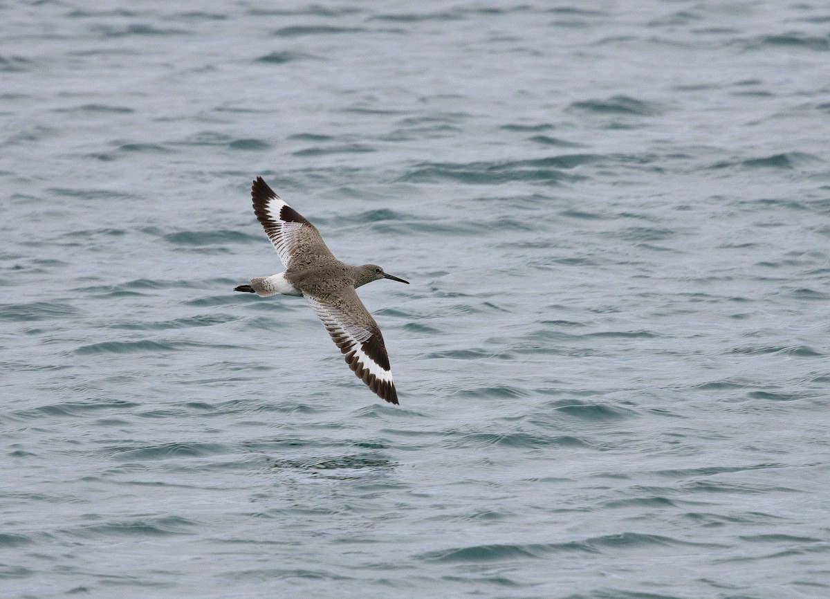 vodouš břehoušovitý (ssp. inornata) - ML622756366