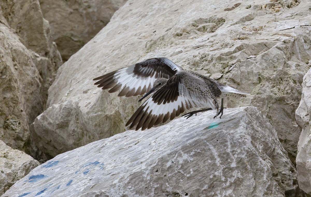 vodouš břehoušovitý (ssp. inornata) - ML622756370