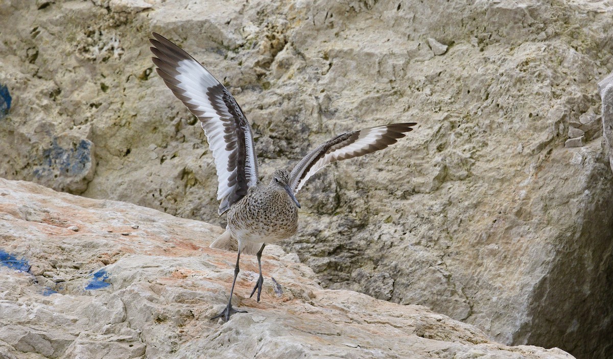 Willet (Western) - ML622756372