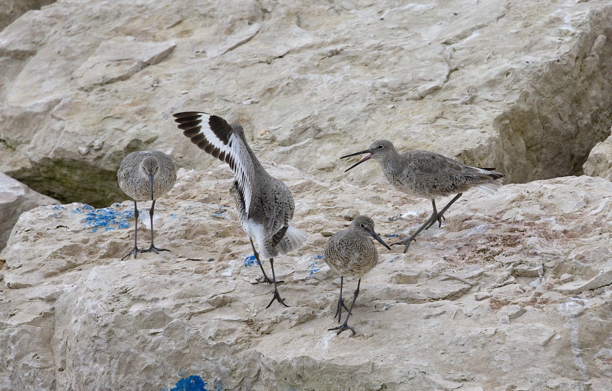 vodouš břehoušovitý (ssp. inornata) - ML622756373