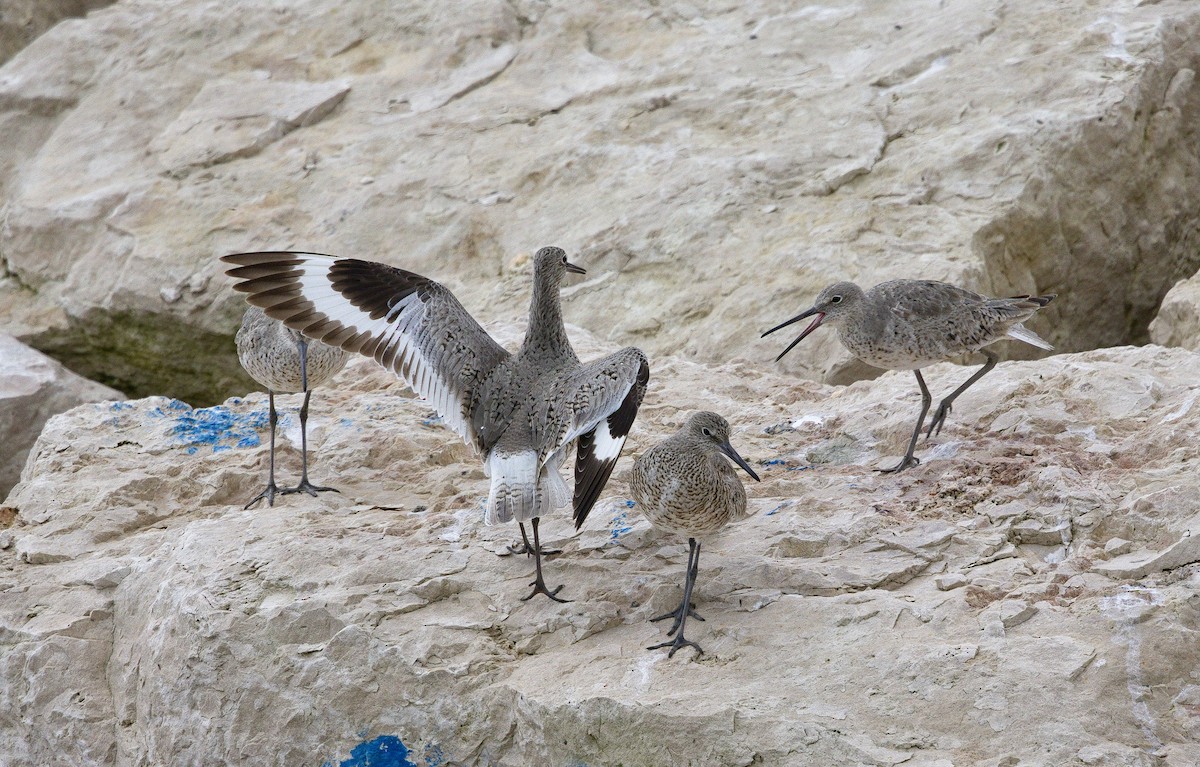 Willet (Western) - ML622756375