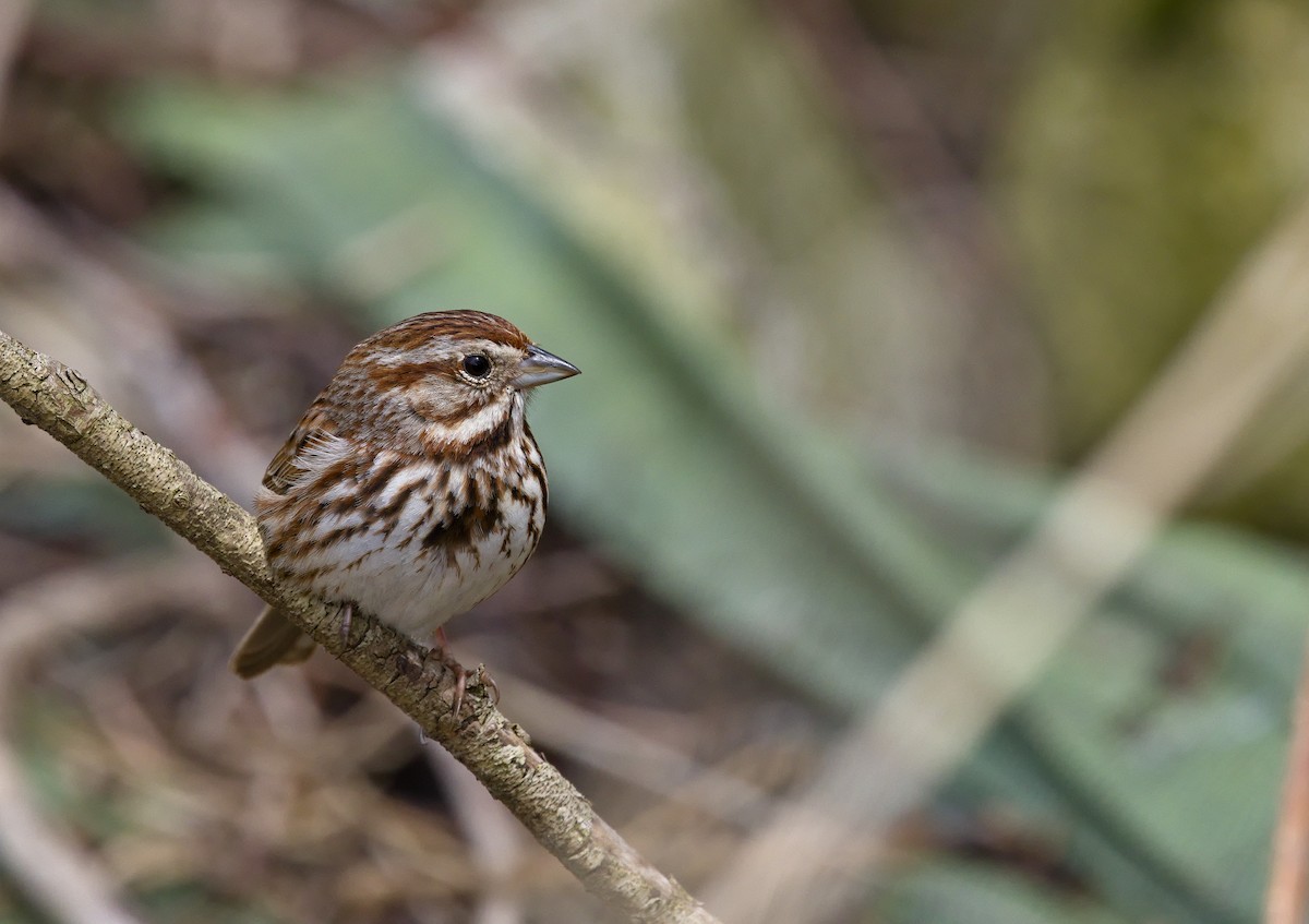 Song Sparrow - Alex Mann