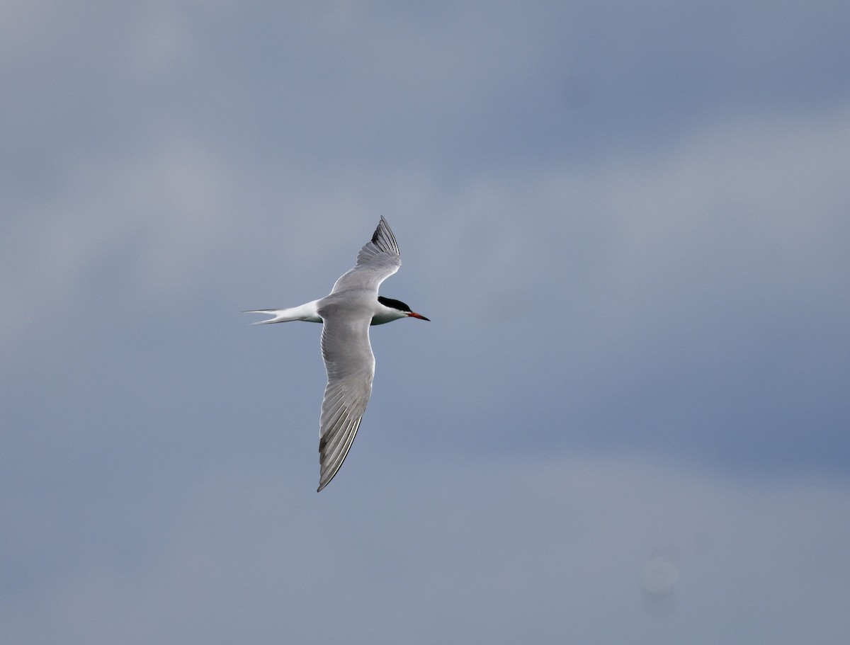 Common Tern - ML622756385