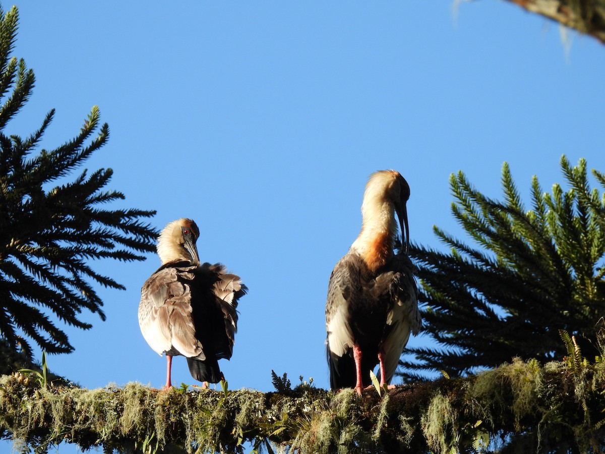 Buff-necked Ibis - ML622756386