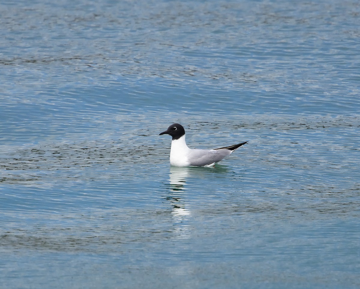 Bonaparte's Gull - ML622756389