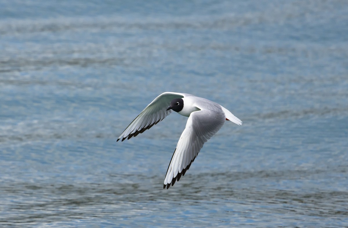 Bonaparte's Gull - ML622756390