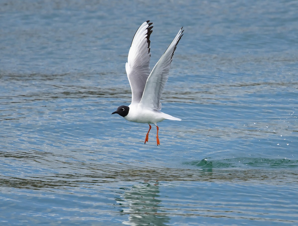 Bonaparte's Gull - ML622756398