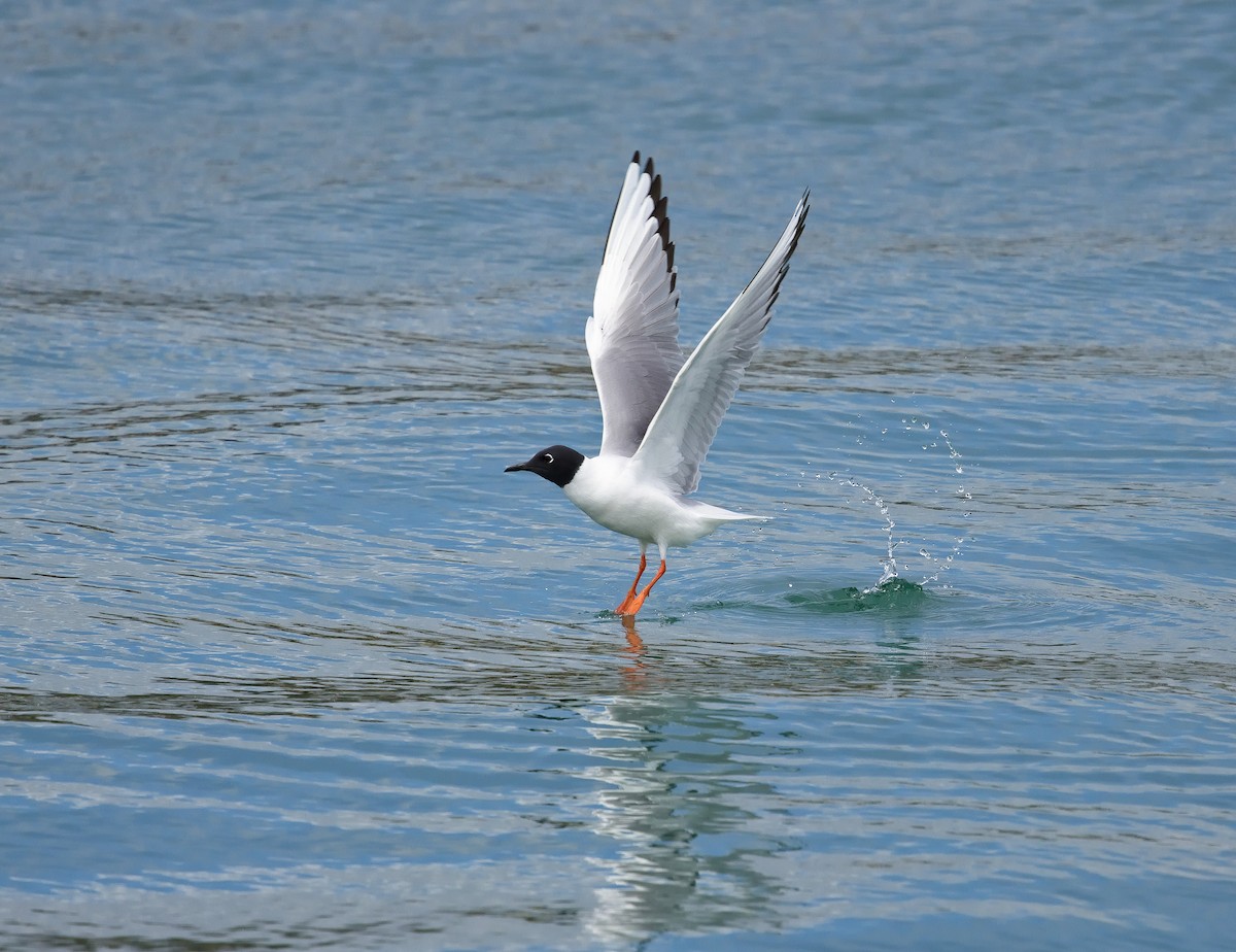 Bonaparte's Gull - ML622756399