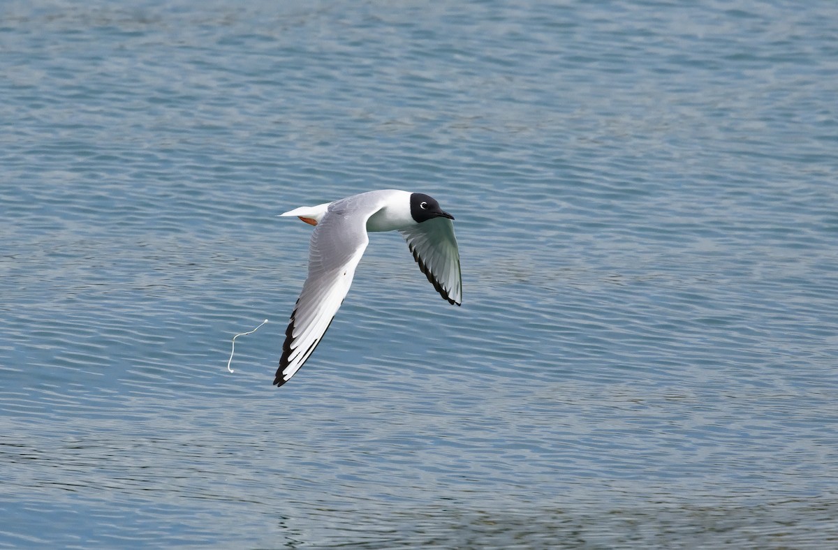 Bonaparte's Gull - ML622756401