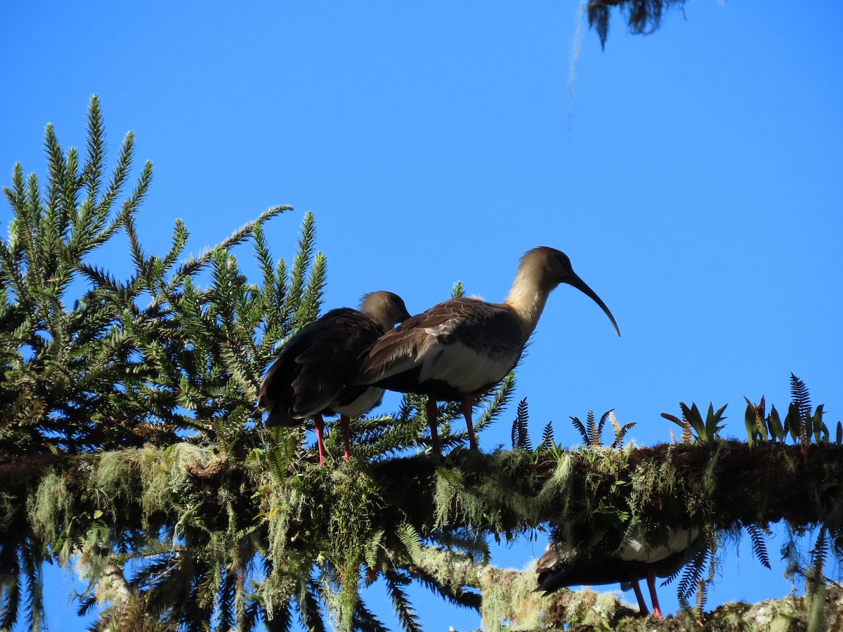 Buff-necked Ibis - ML622756405