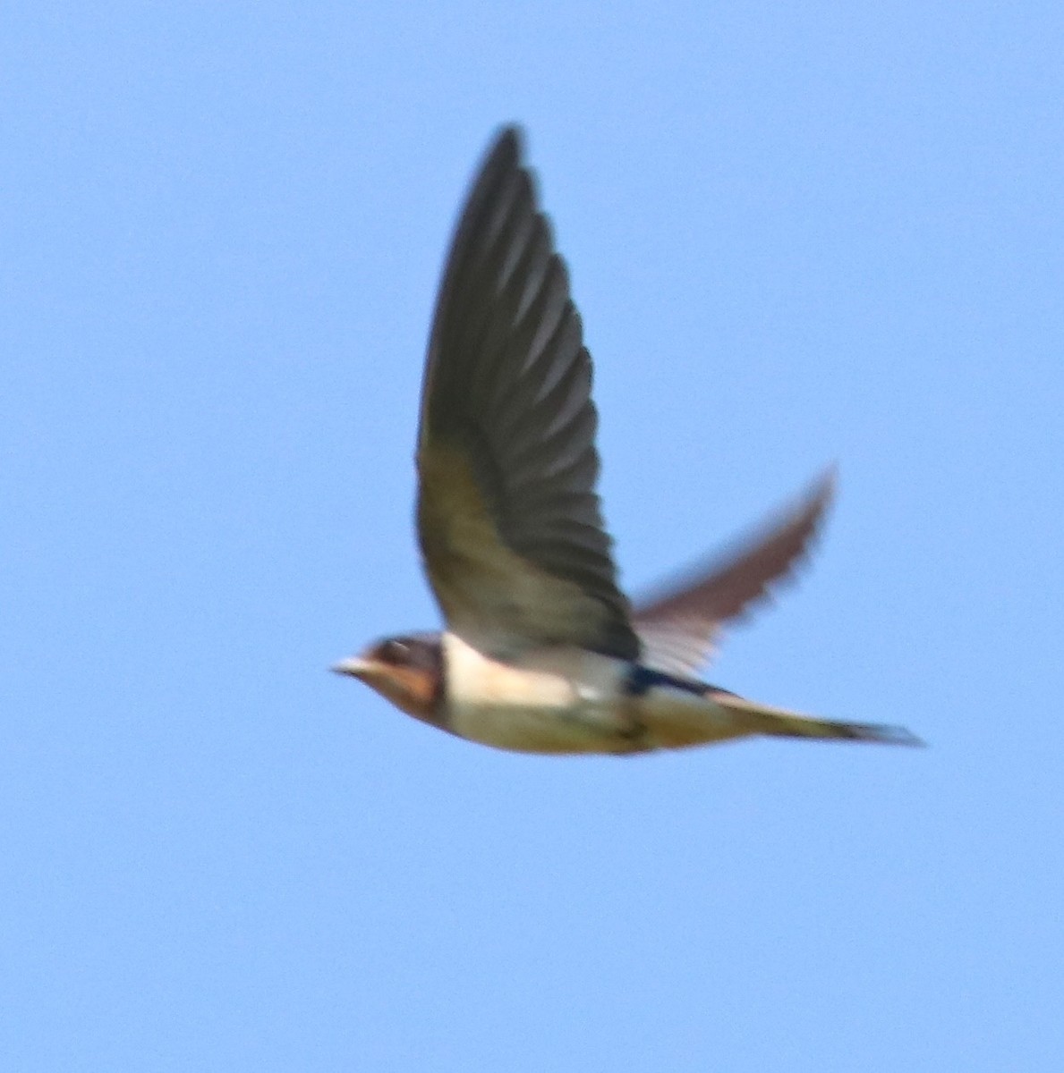 Barn Swallow - ML62275641