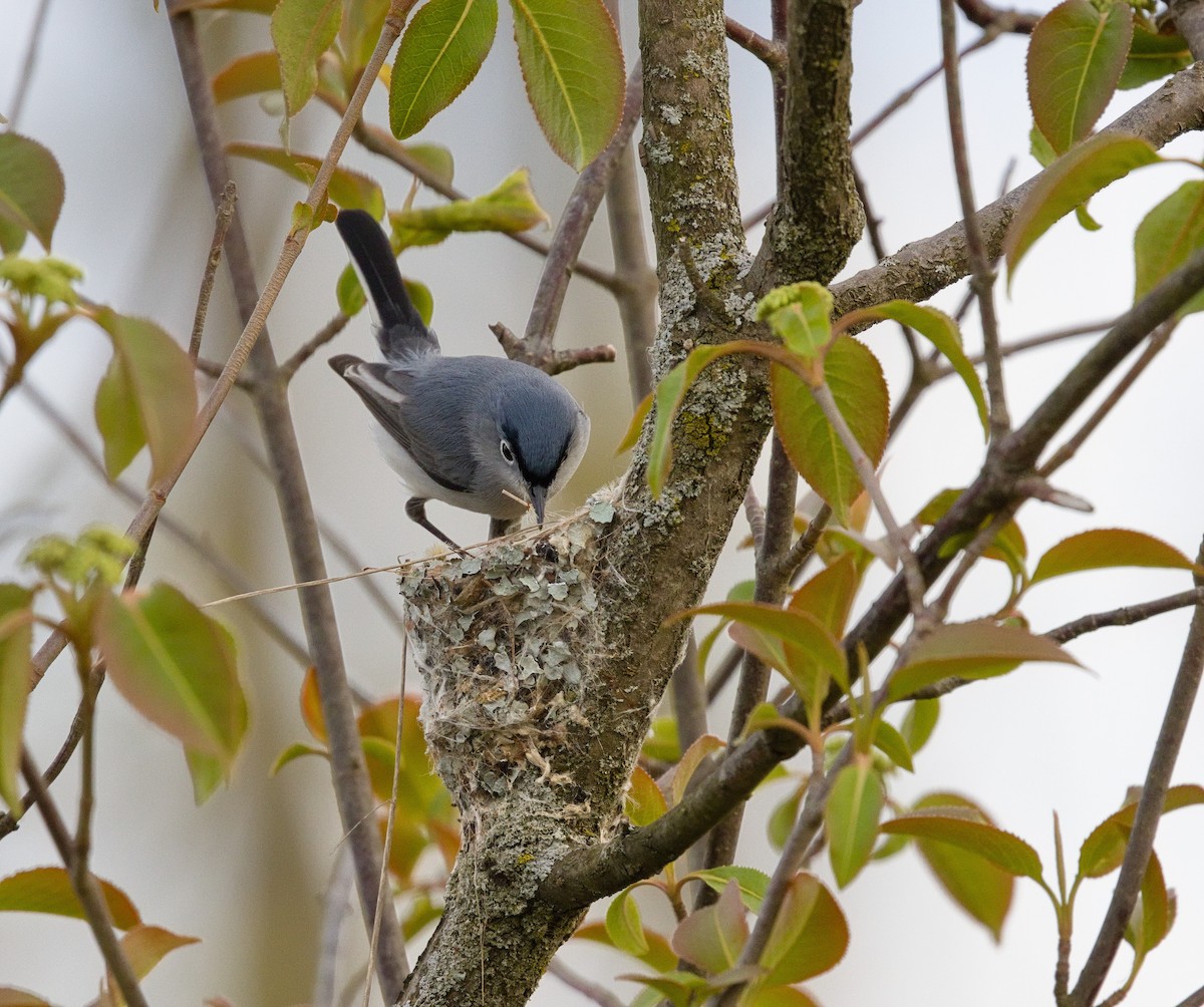 Blue-gray Gnatcatcher - ML622756415