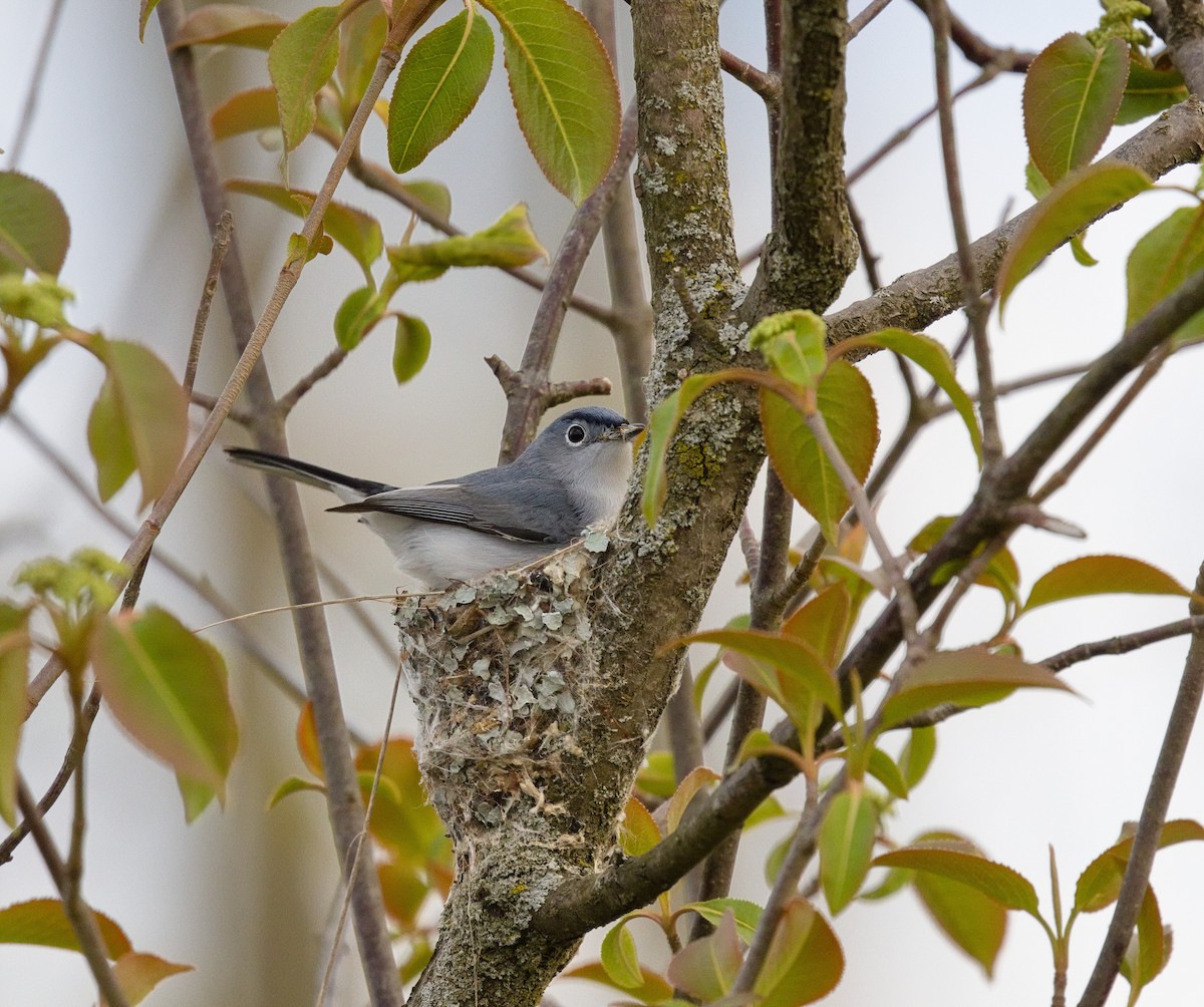 Blue-gray Gnatcatcher - Alex Mann