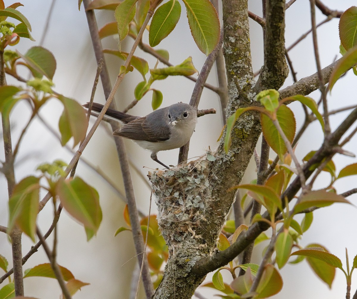 Blue-gray Gnatcatcher - ML622756425