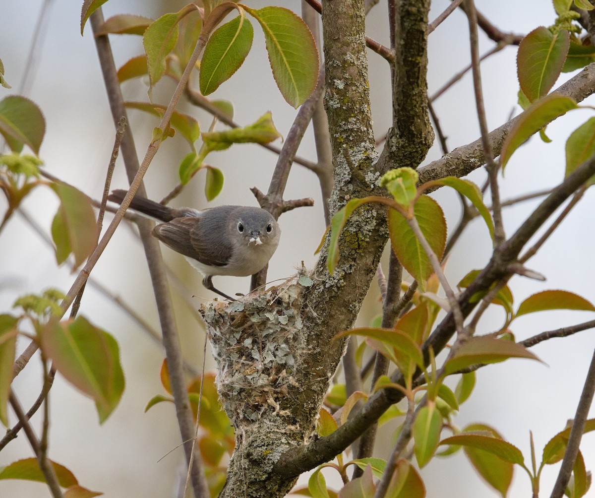 Blue-gray Gnatcatcher - ML622756426