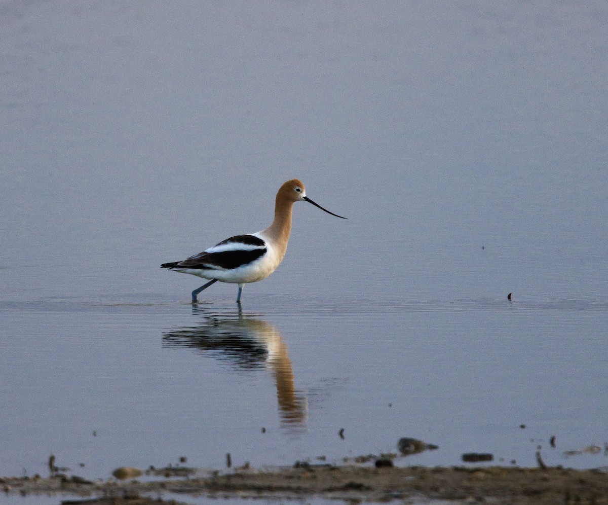 American Avocet - ML622756428