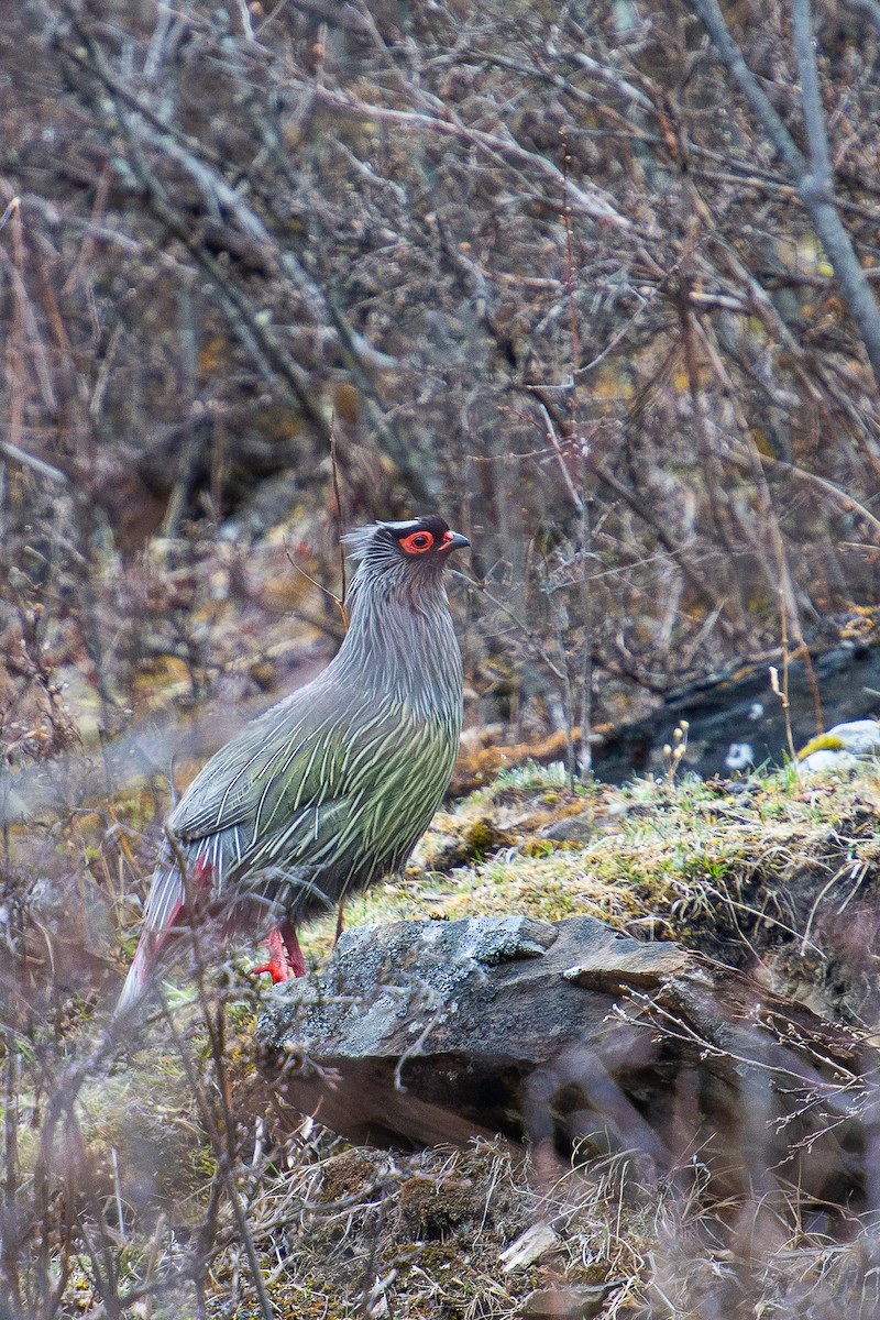 Blood Pheasant - ML622756445