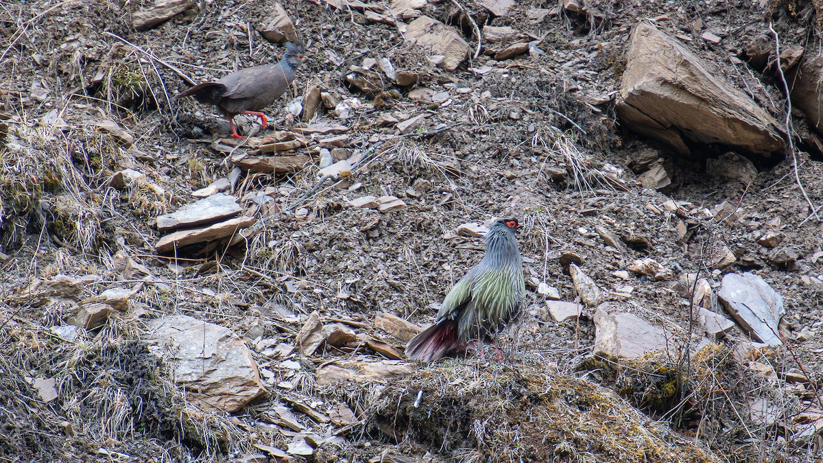 Blood Pheasant - ML622756446