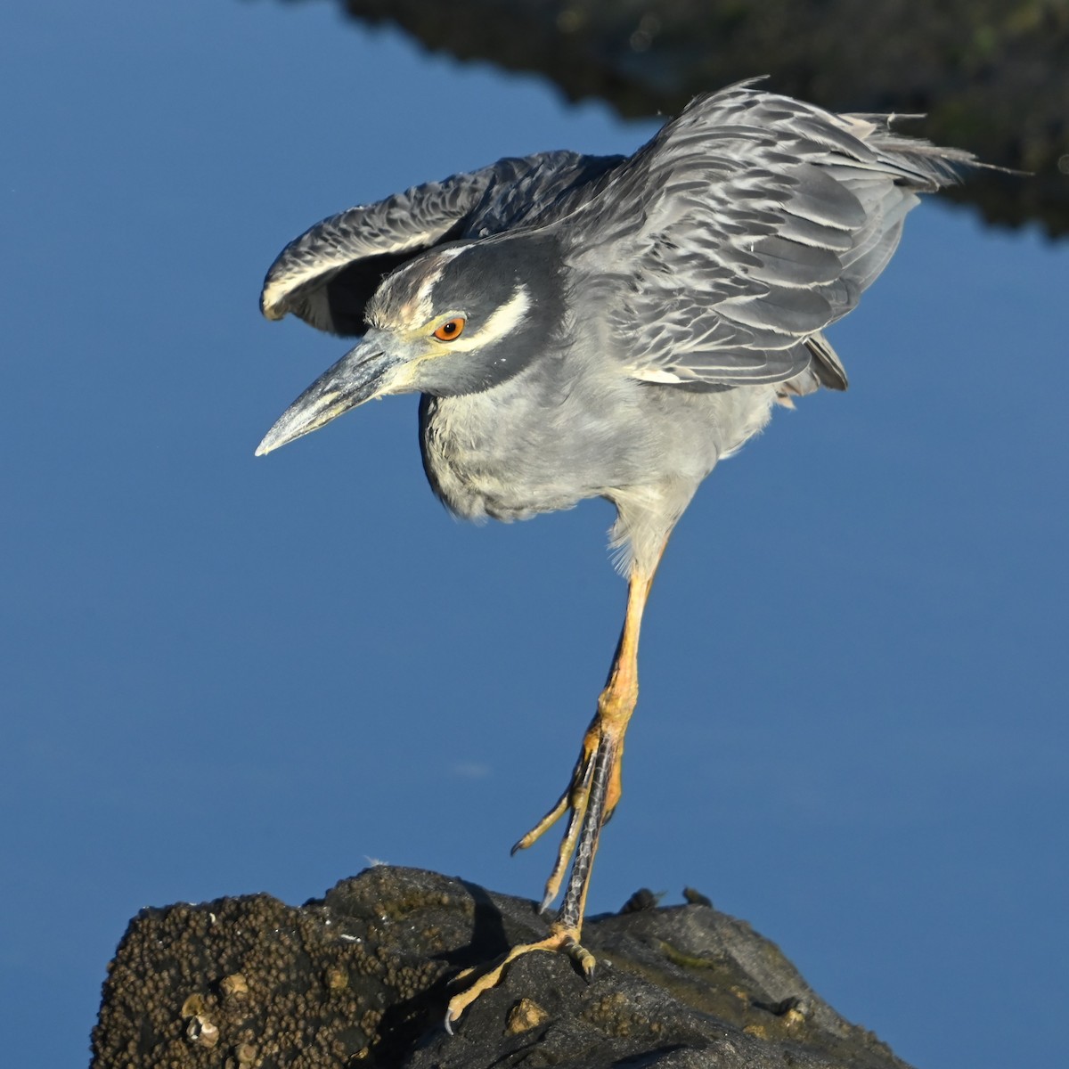 Yellow-crowned/Black-crowned Night Heron - ML622756457