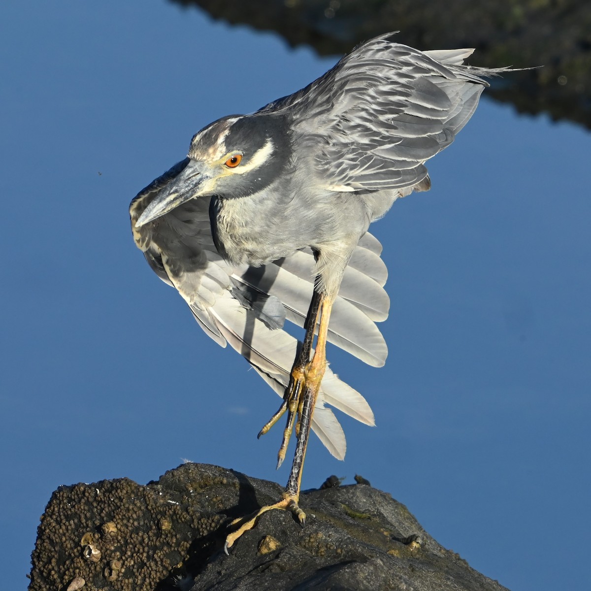 Yellow-crowned/Black-crowned Night Heron - ML622756458