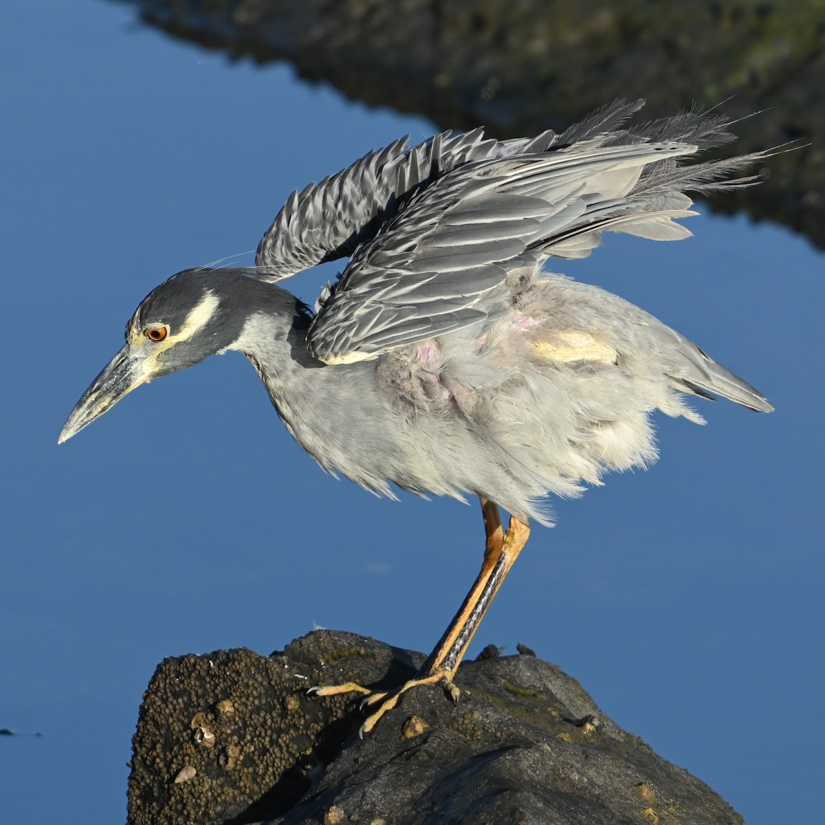 Yellow-crowned/Black-crowned Night Heron - ML622756459