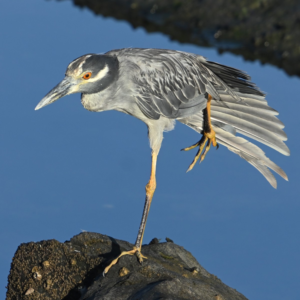 Yellow-crowned/Black-crowned Night Heron - ML622756460