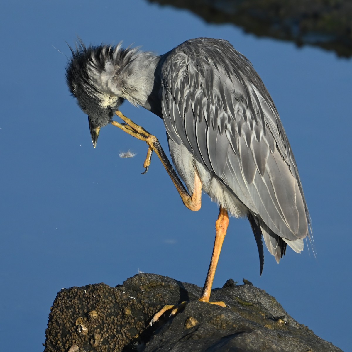 Yellow-crowned/Black-crowned Night Heron - ML622756461