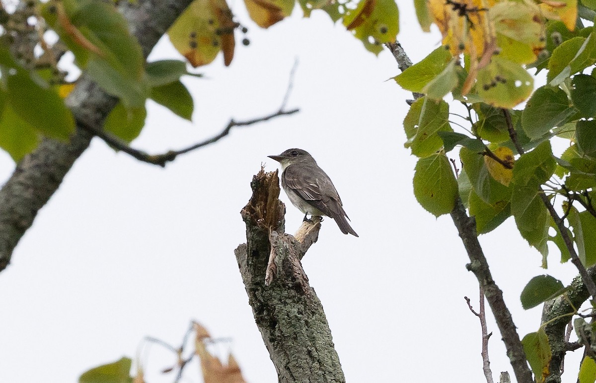 Olive-sided Flycatcher - ML622756468