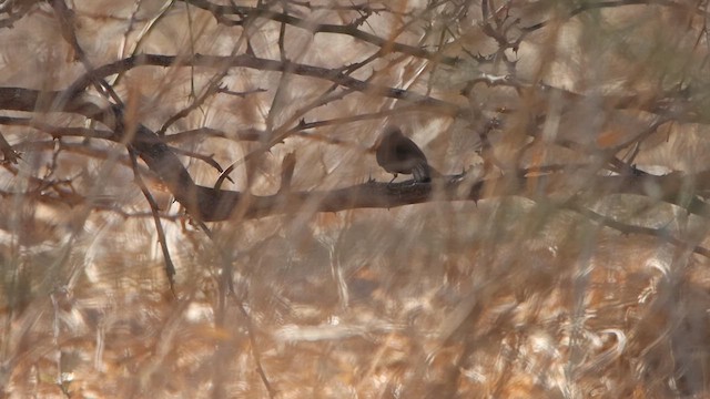 Willie-wagtail - ML622756477