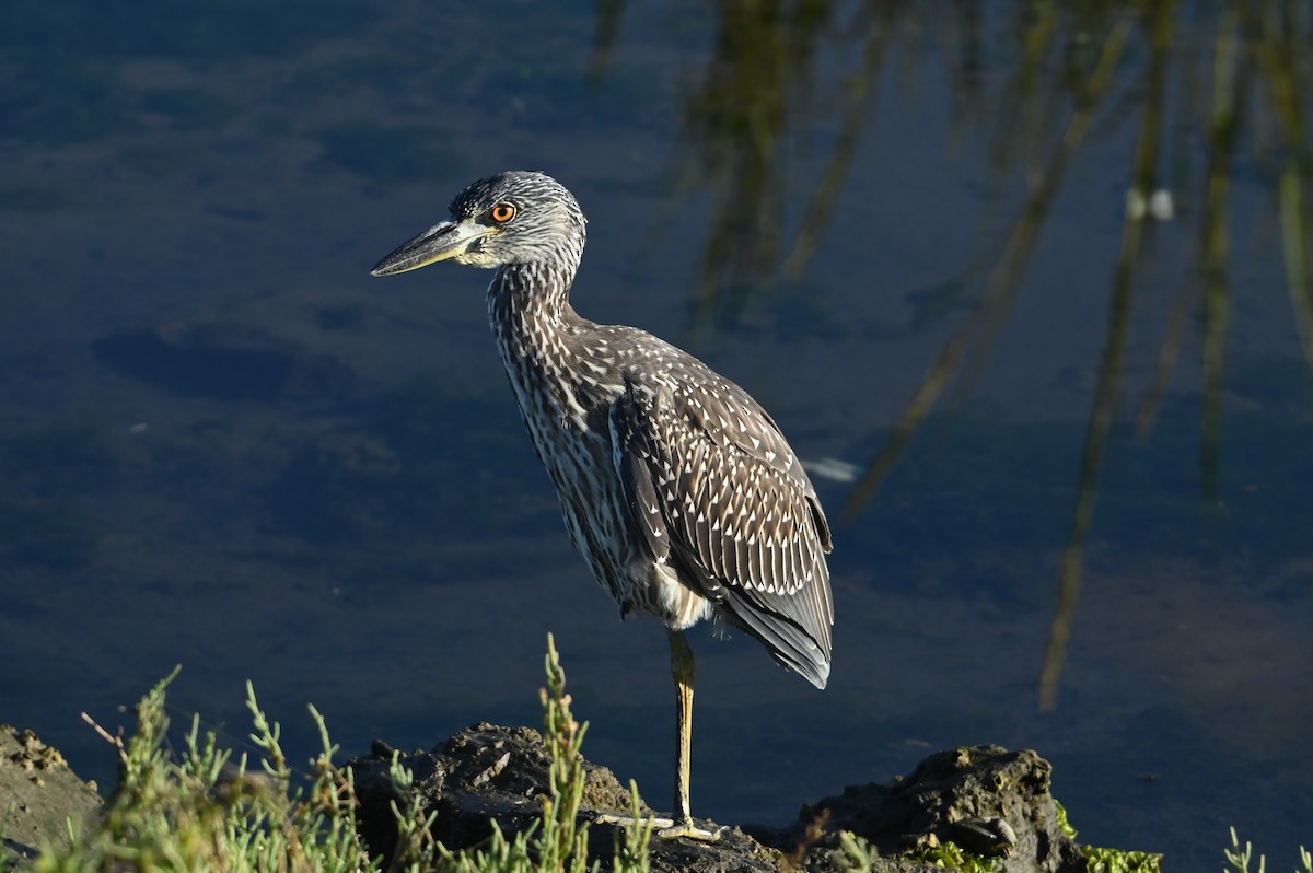 Yellow-crowned/Black-crowned Night Heron - ML622756479