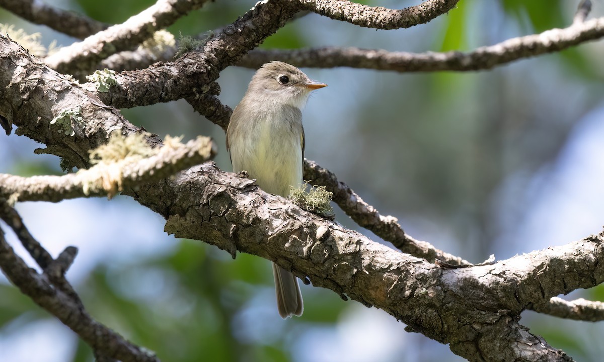 Least Flycatcher - Paul Fenwick