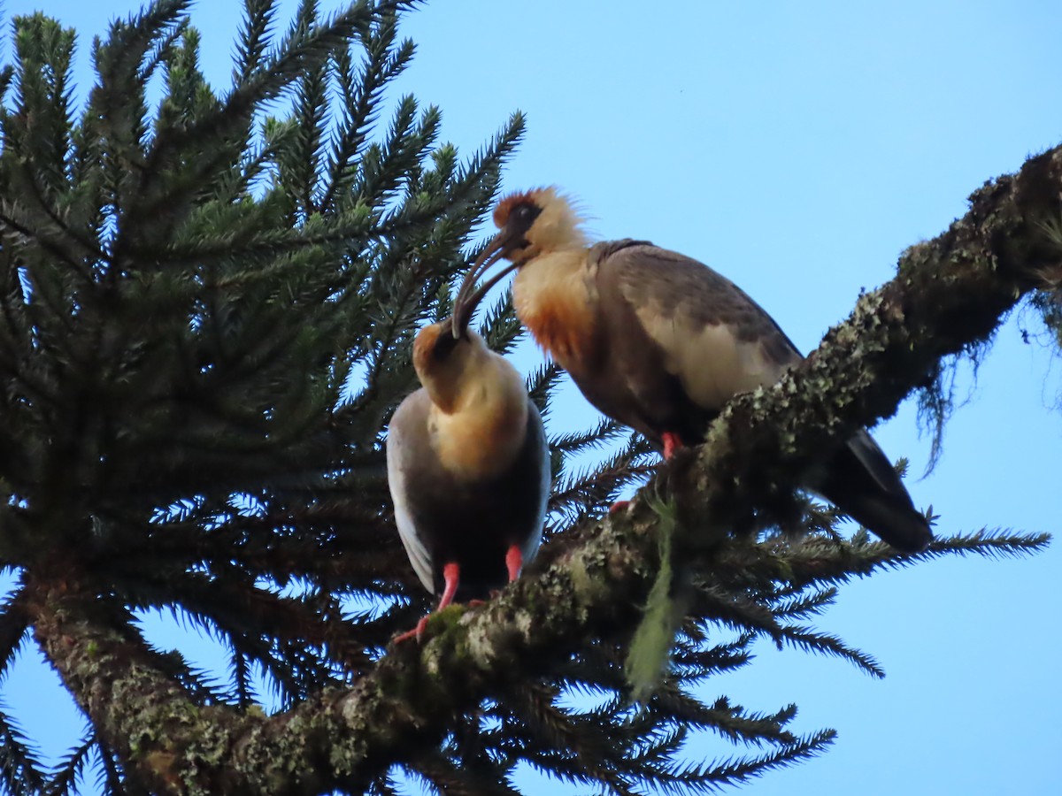 ibis bělokřídlý - ML622756590