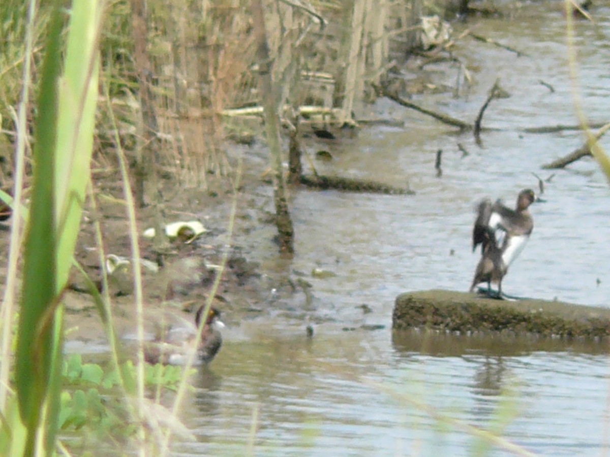 Lesser Scaup - Brian Rollfinke