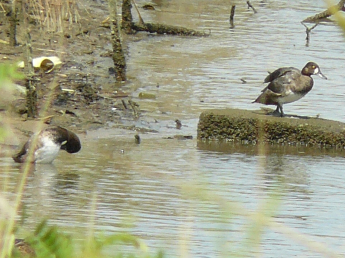 Lesser Scaup - Brian Rollfinke