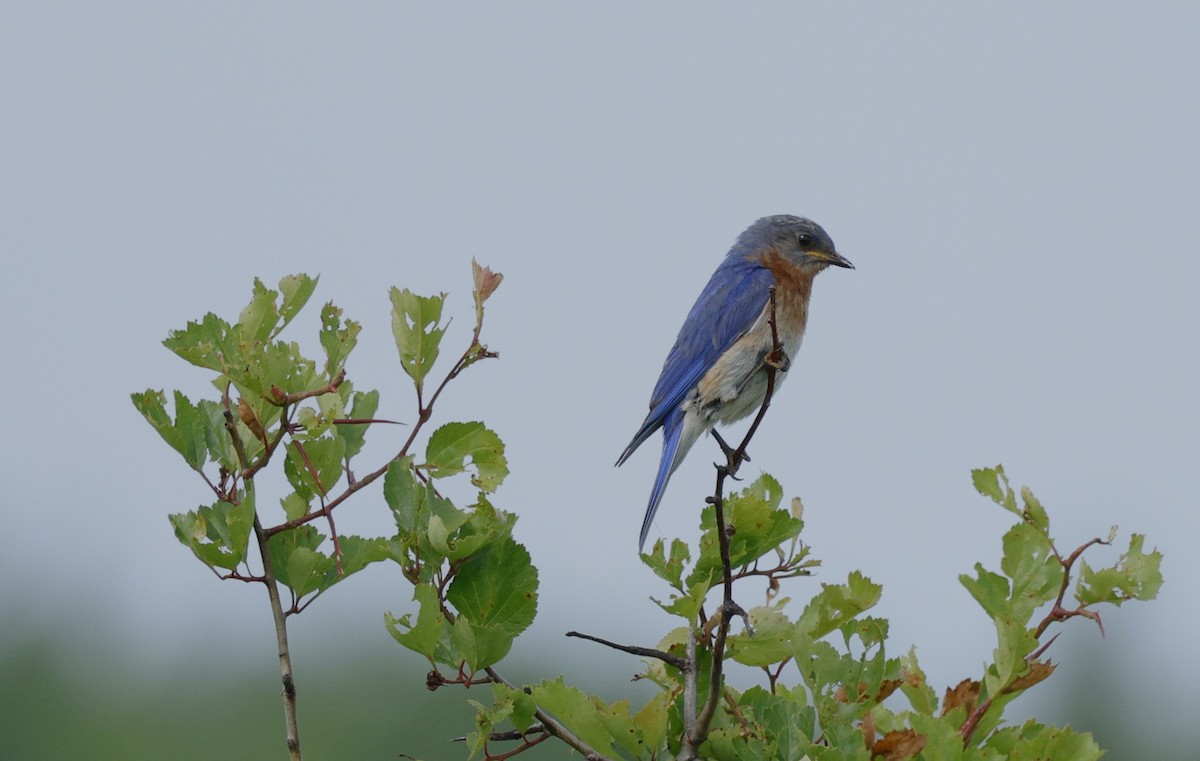 Eastern Bluebird - Rob Crawford