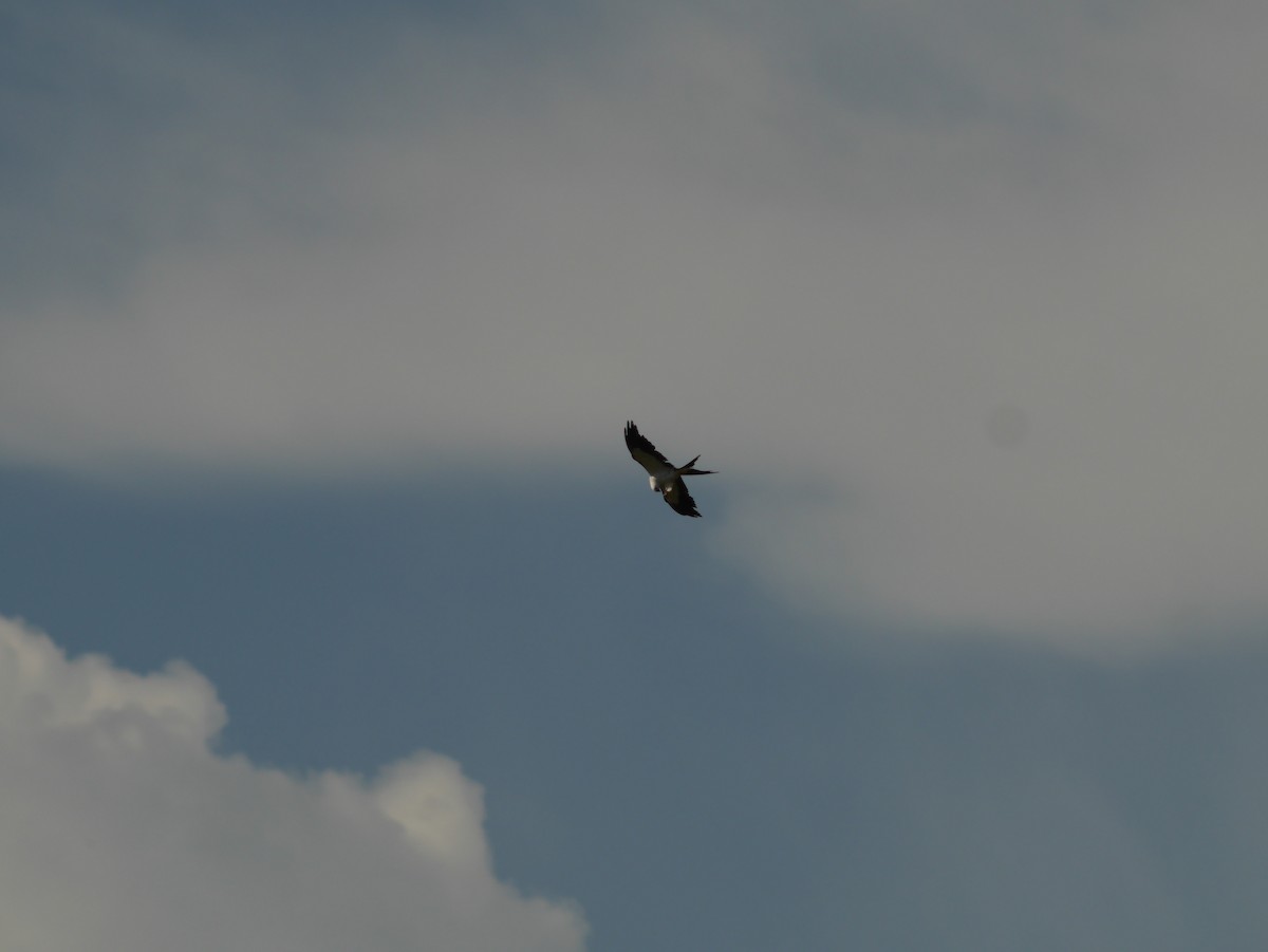 Swallow-tailed Kite - ML622756646