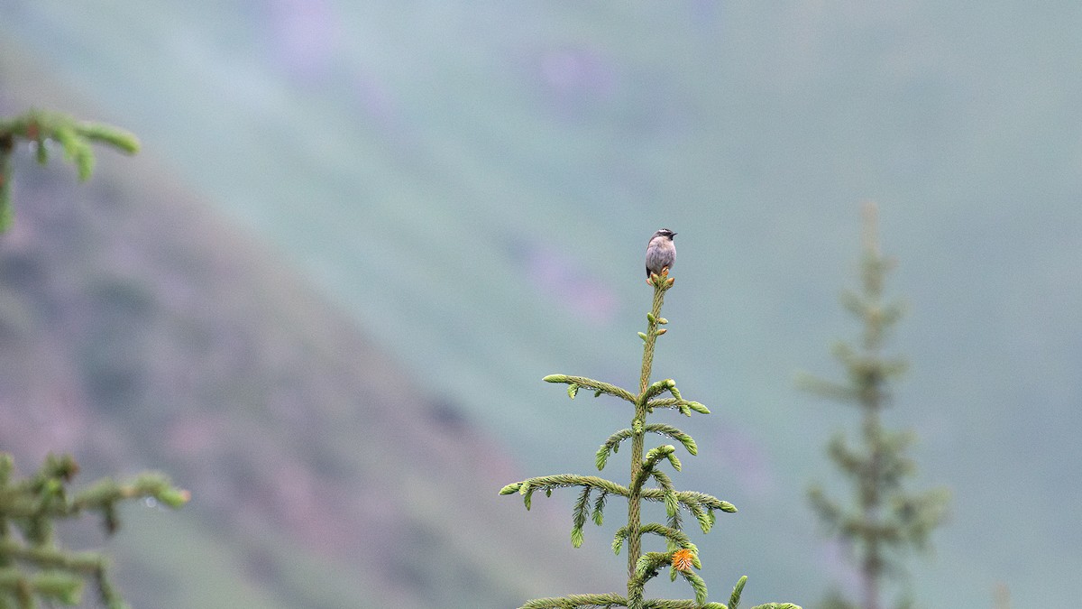 Black-throated Accentor - ML622756660