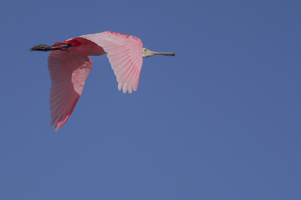 Roseate Spoonbill - ML622756725