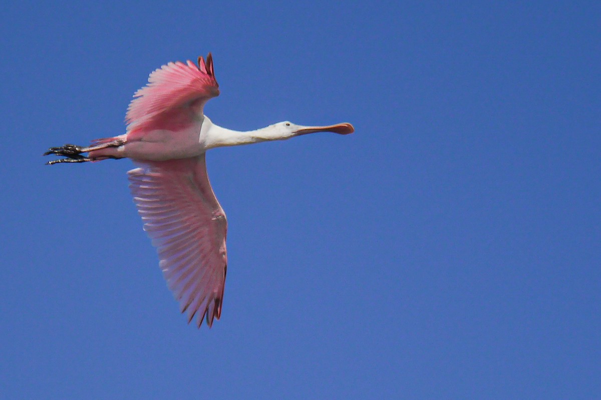 Roseate Spoonbill - ML622756726