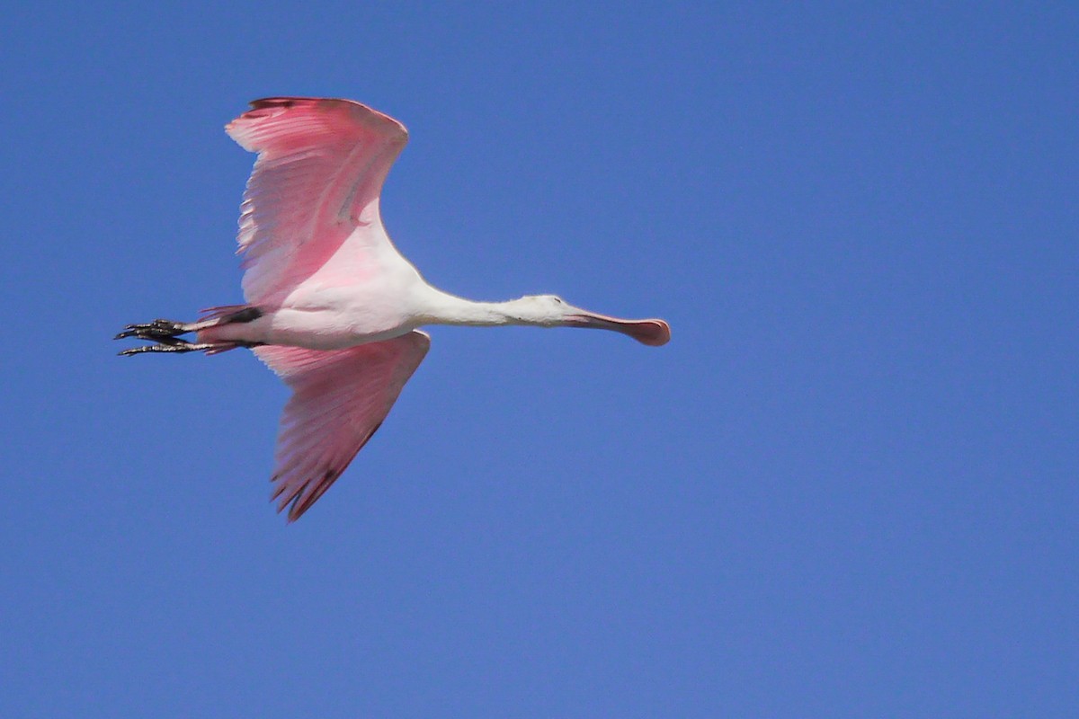 Roseate Spoonbill - ML622756727