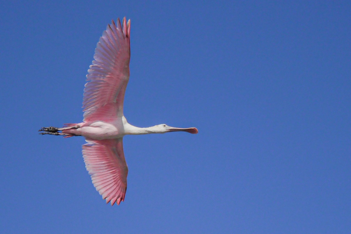 Roseate Spoonbill - ML622756728