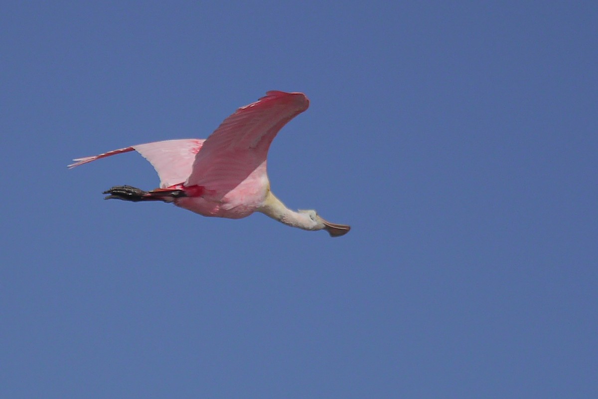 Roseate Spoonbill - ML622756731