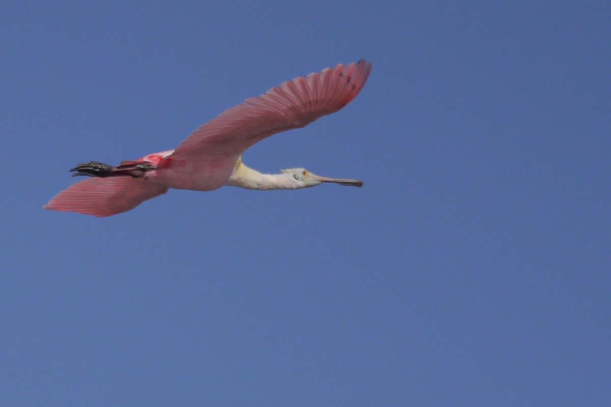 Roseate Spoonbill - ML622756732