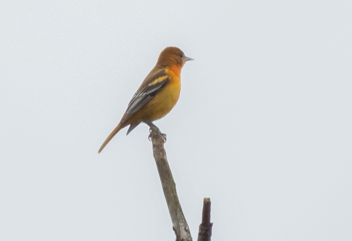 Baltimore Oriole - ML622756743