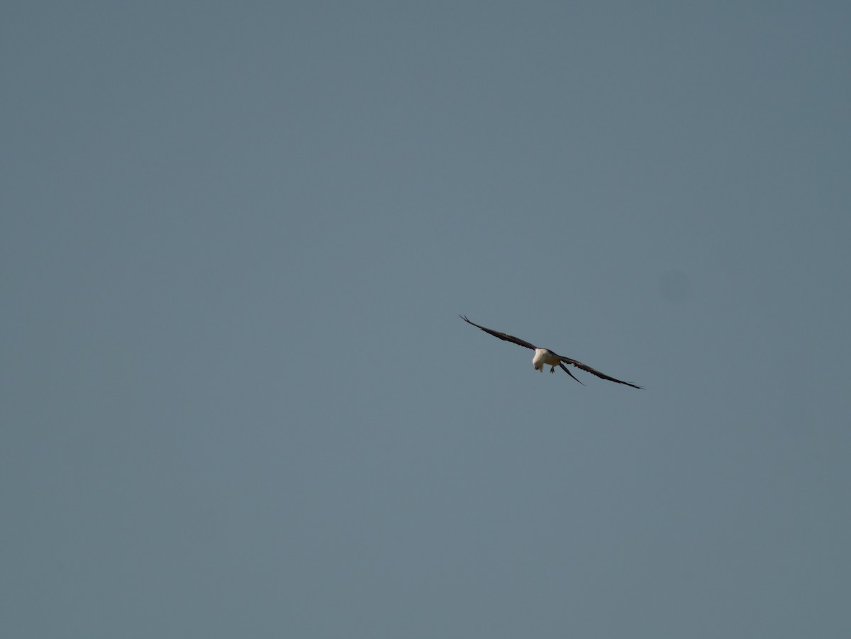 Swallow-tailed Kite - ML622756752