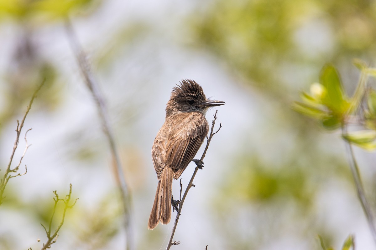 Puerto Rican Flycatcher - ML622756766