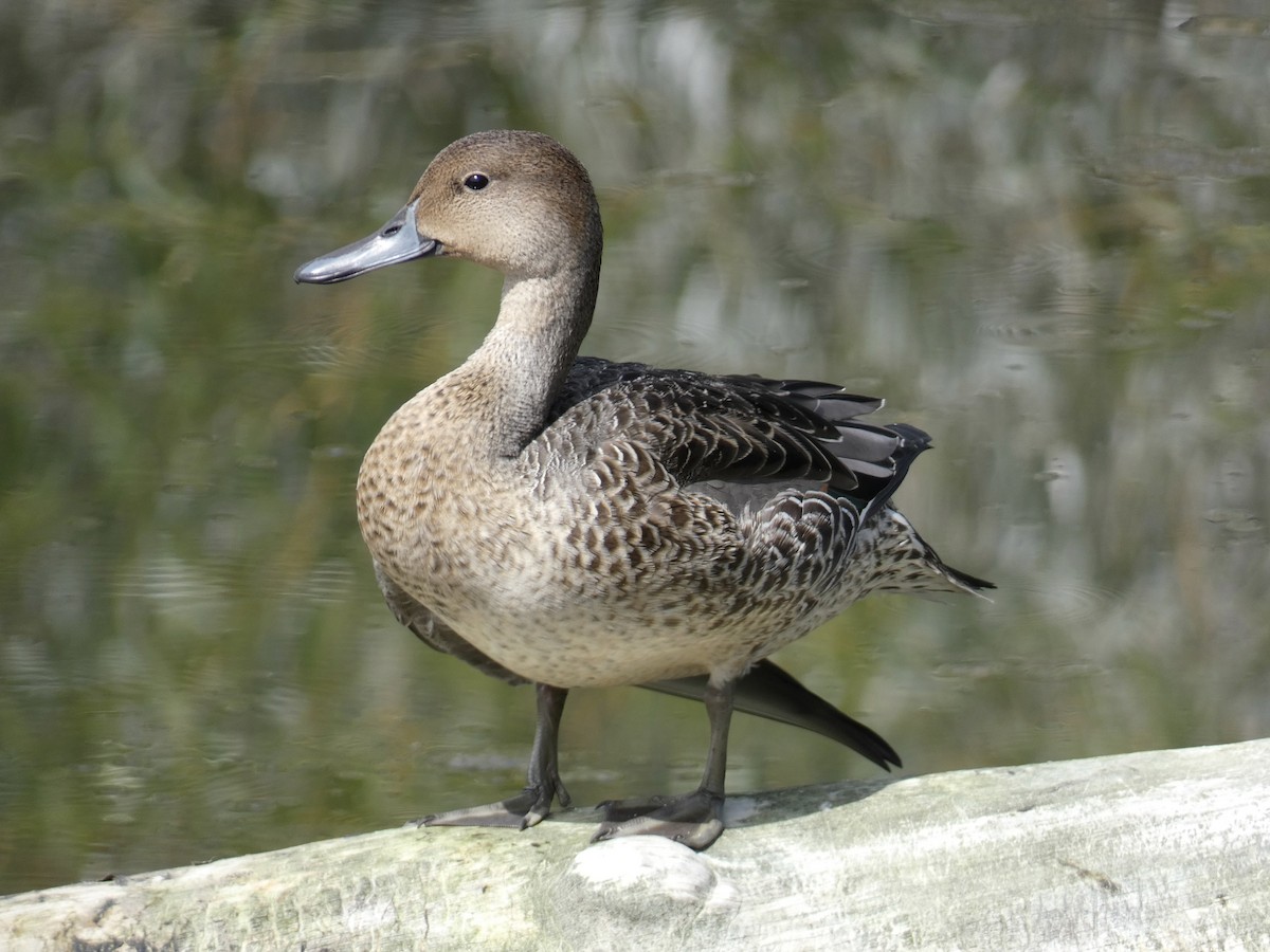 Northern Pintail - ML622756802